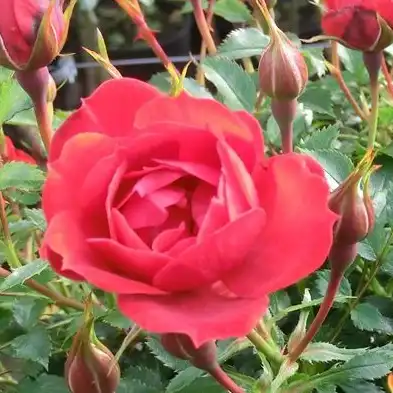 Trandafir acoperitor - Trandafiri - Limesglut™ - 